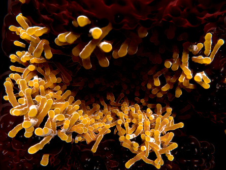 Tuberkulosebakterien (©Juan Gärtner - stock.adobe.com)